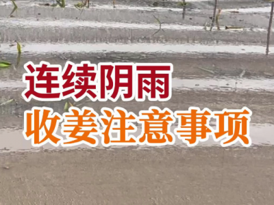 连续阴雨 收姜注意事项 ()