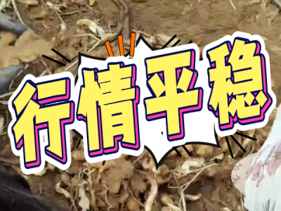 10月31日 安丘黑埠子（行情平稳） ()