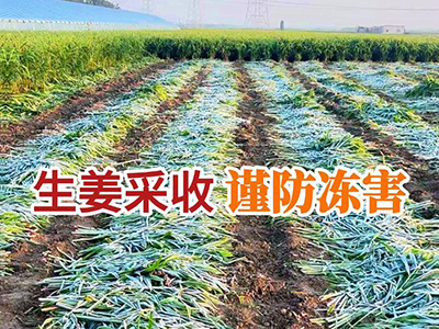 生姜采收谨防冻害 ()