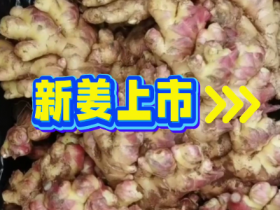 10月31日广州江南批发市场价格行情 ()