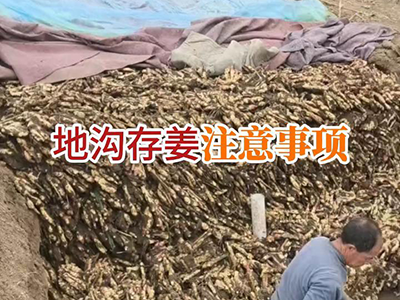 地沟存姜注意事项 ()