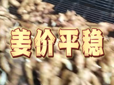 10月31日 生姜价格行情（姜价平稳） ()