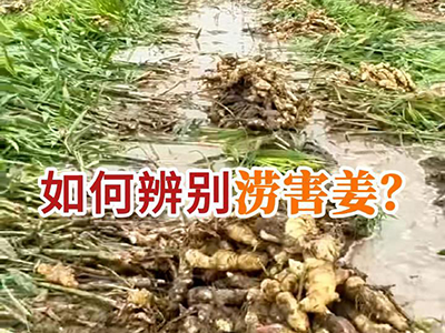 如何辨别涝害姜？ ()