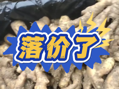 11月1日 安丘黑埠子（落价了） ()