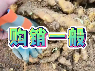 11月3日 安丘黑埠子（购销一般） ()