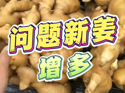 11月3日 生姜价格行情（问题新姜增多） ()