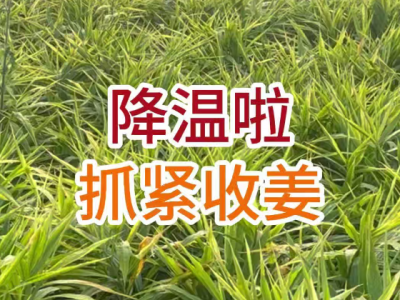 降温啦，抓紧收姜！ ()