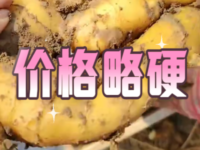 11月4日 安丘黑埠子（价格略硬） ()