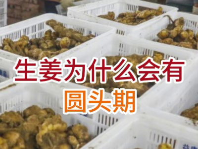 生姜为什么会有圆头期 ()