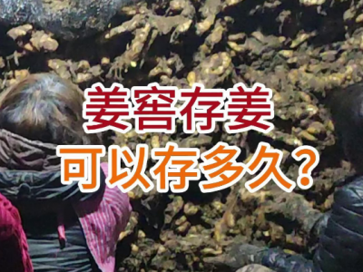 姜窖存姜可以存多久？ ()