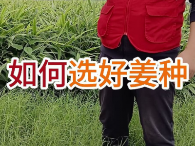 如何选好姜种？ ()