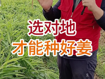选对地才能种好姜 ()
