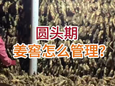 圆头期姜窖怎么管理？ ()