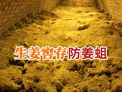 生姜窖存 防姜蛆 ()