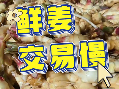 11月4日 生姜价格行情（鲜姜交易慢） ()