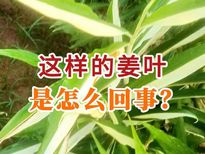 这样的姜叶是怎么回事？ ()