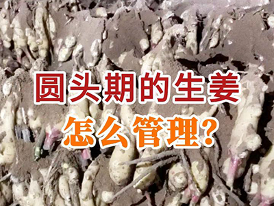 圆头期的生姜怎么管理？ ()