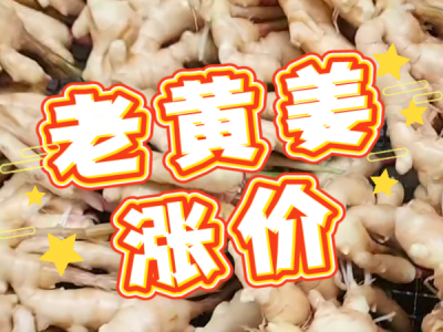 11月5日 生姜价格行情（老黄姜涨价） ()