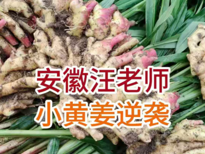 安徽江老师小黄姜逆袭之路 ()