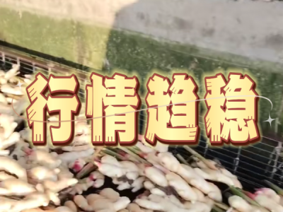 11月6日 生姜价格行情（行情趋稳） ()