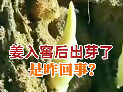 姜入窖后出芽了是咋回事？ ()