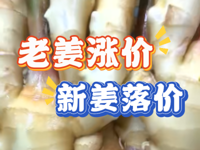 11月8日 生姜价格行情（老姜涨，新姜落） ()