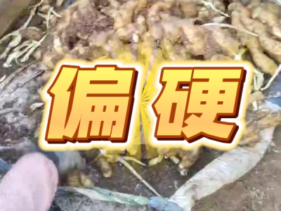 11月8日 安丘黑埠子（偏硬） ()