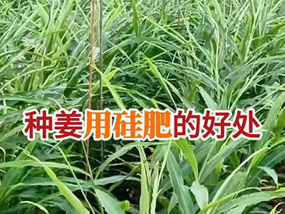 种姜用硅肥的好处 ()