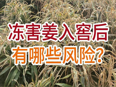 冻害姜入窖后有哪些风险？ ()