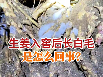 生姜入窖后长白毛是怎么回事？ ()