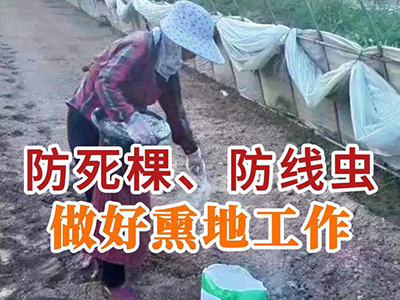 防死棵、防线虫做好熏地工作 ()