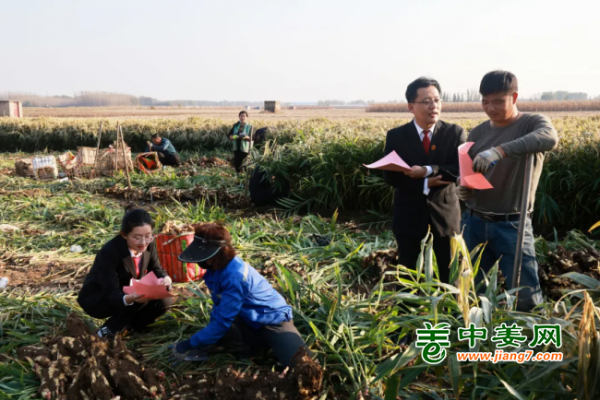 潍坊昌邑“大姜法庭”：田垄送法 护航农忙 ()