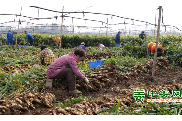 湖北南漳：生姜喜迎丰收 ()