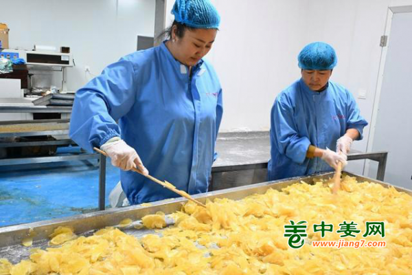 青岛即墨：生姜变成金疙瘩 ()