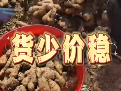 11月11日 安丘黑埠子（货少价稳） ()