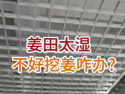 姜田太湿，不好挖姜咋办？ ()