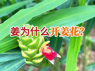 姜为什么开姜花？ ()