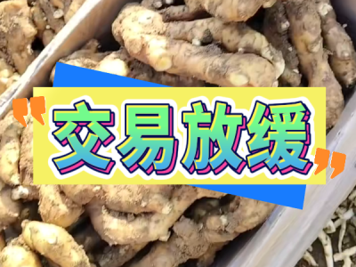 11月12日 安丘黑埠子（交易放缓） ()