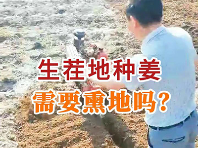 生茬地种姜需要熏地吗？ ()