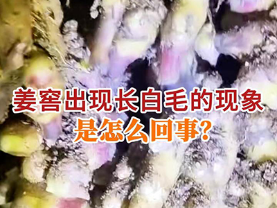 今年姜窖出现长白毛的现象是怎么回事？ ()