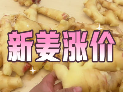11月13日 生姜价格行情（新姜涨价） ()