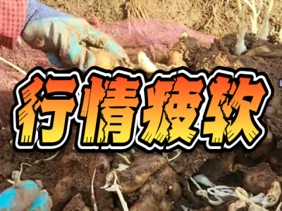 11月14日 安丘黑埠子（行情疲软） ()