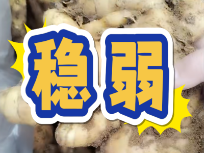 11月15日 安丘黑埠子（稳弱） ()