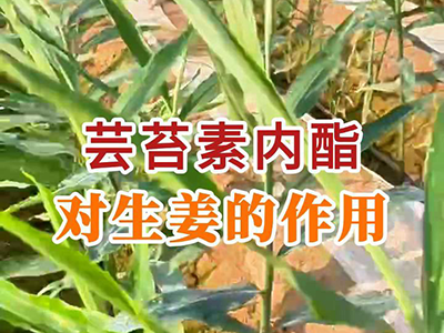 芸苔素内酯对生姜的作用 ()