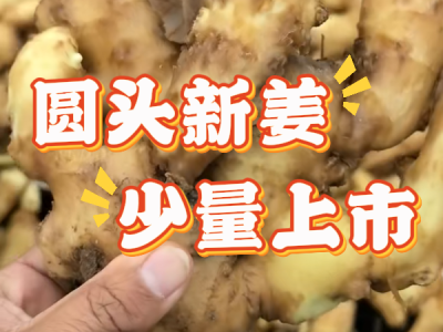 11月17日 生姜价格行情（圆头新姜少量上市） ()