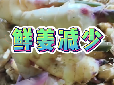 11月18日 生姜价格行情（鲜姜减少） ()