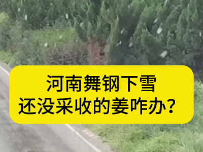 11月17日河南舞钢降雪 ()