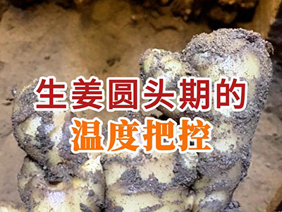 生姜圆头期的温度把控 ()