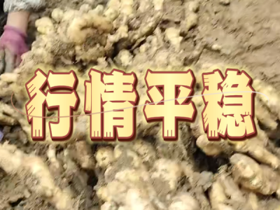 11月18日 安丘黑埠子（行情平稳） ()