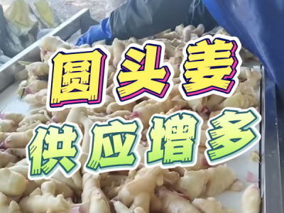 11月19日 生姜价格行情（圆头姜供应增多） ()